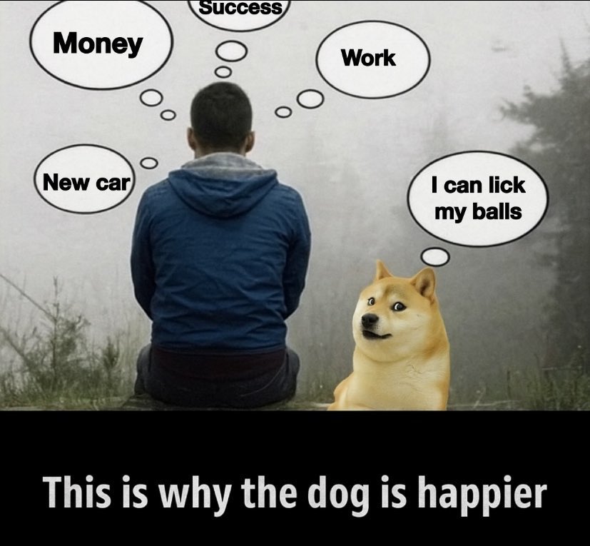 Sir Doge of the Coin ⚔️ tweet media