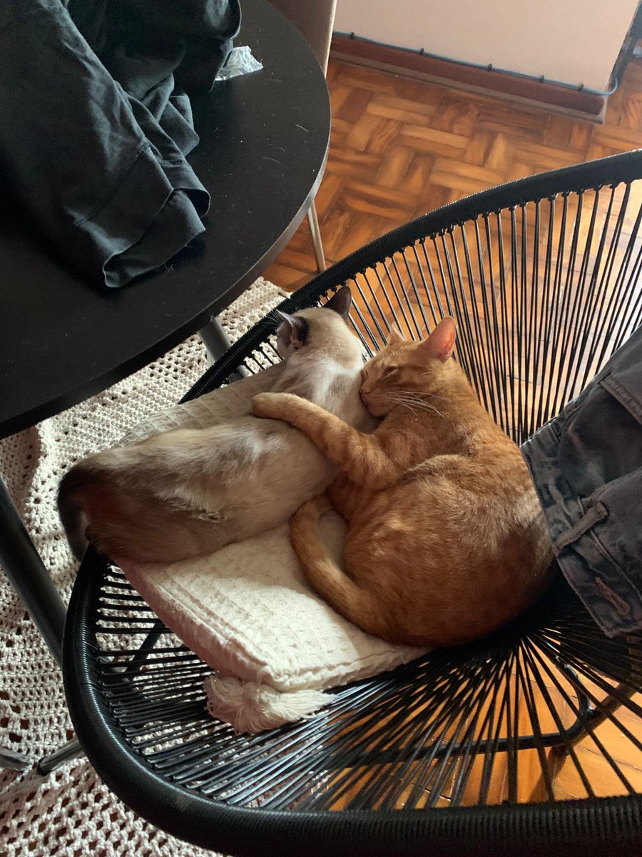 fxa_xb's tweet photo. @thecataura Kimj e Piastri do Brasil 🤨 https://t.co/9QpkaTfkur