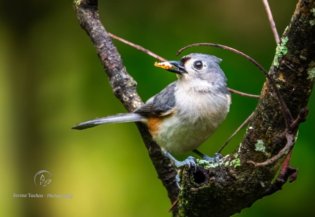 SerenaVachon's tweet image. A hungry tufted titmouse grabs a bite! #birds #birdphotography #birdsofX #NaturePhotography #nature #wildlife #wildlifephotography