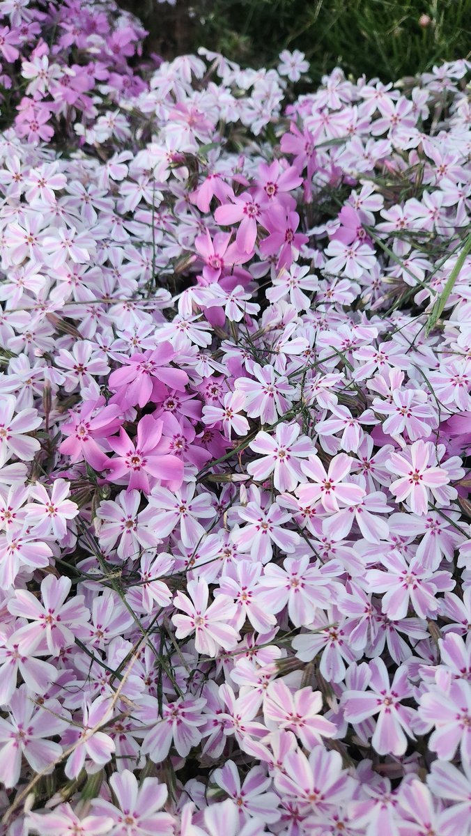 payton (LP's version) tweet media