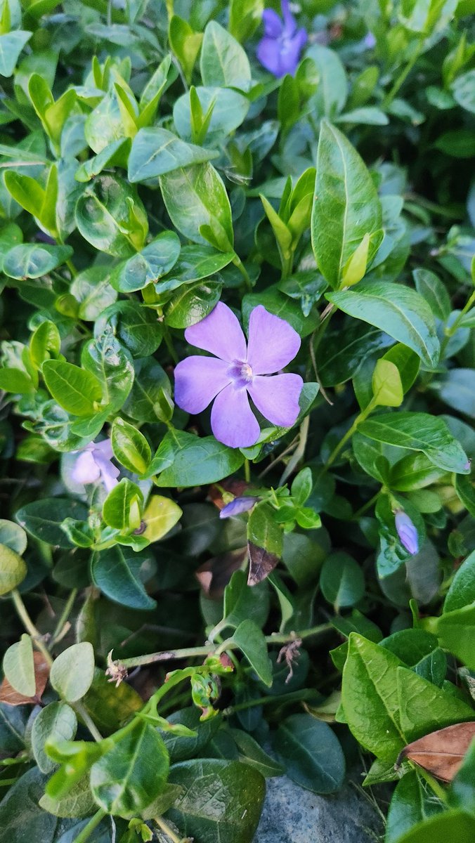 payton (LP's version) tweet media