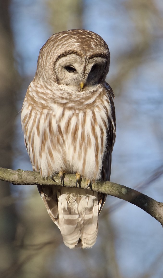 RoppityPhotos's tweet image. Have a great day everyone.  #BarredOwl #Owls #Wildlife #WildlifePhotography