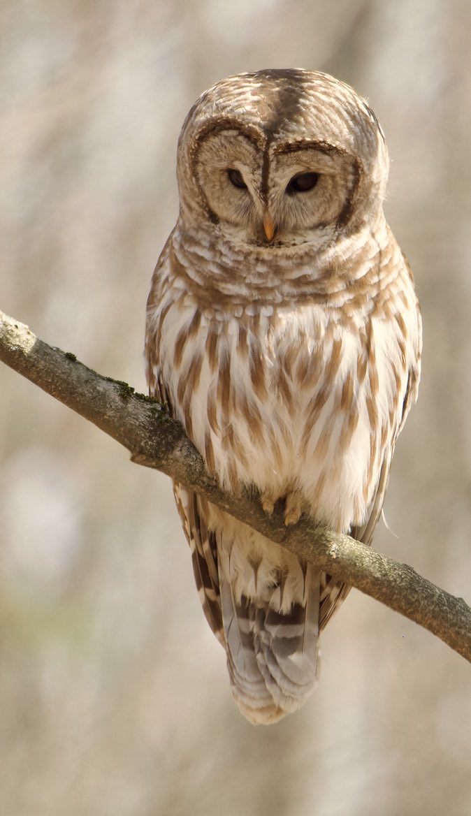RoppityPhotos's tweet image. Have a great day everyone.  #BarredOwl #Owls #Wildlife #WildlifePhotography
