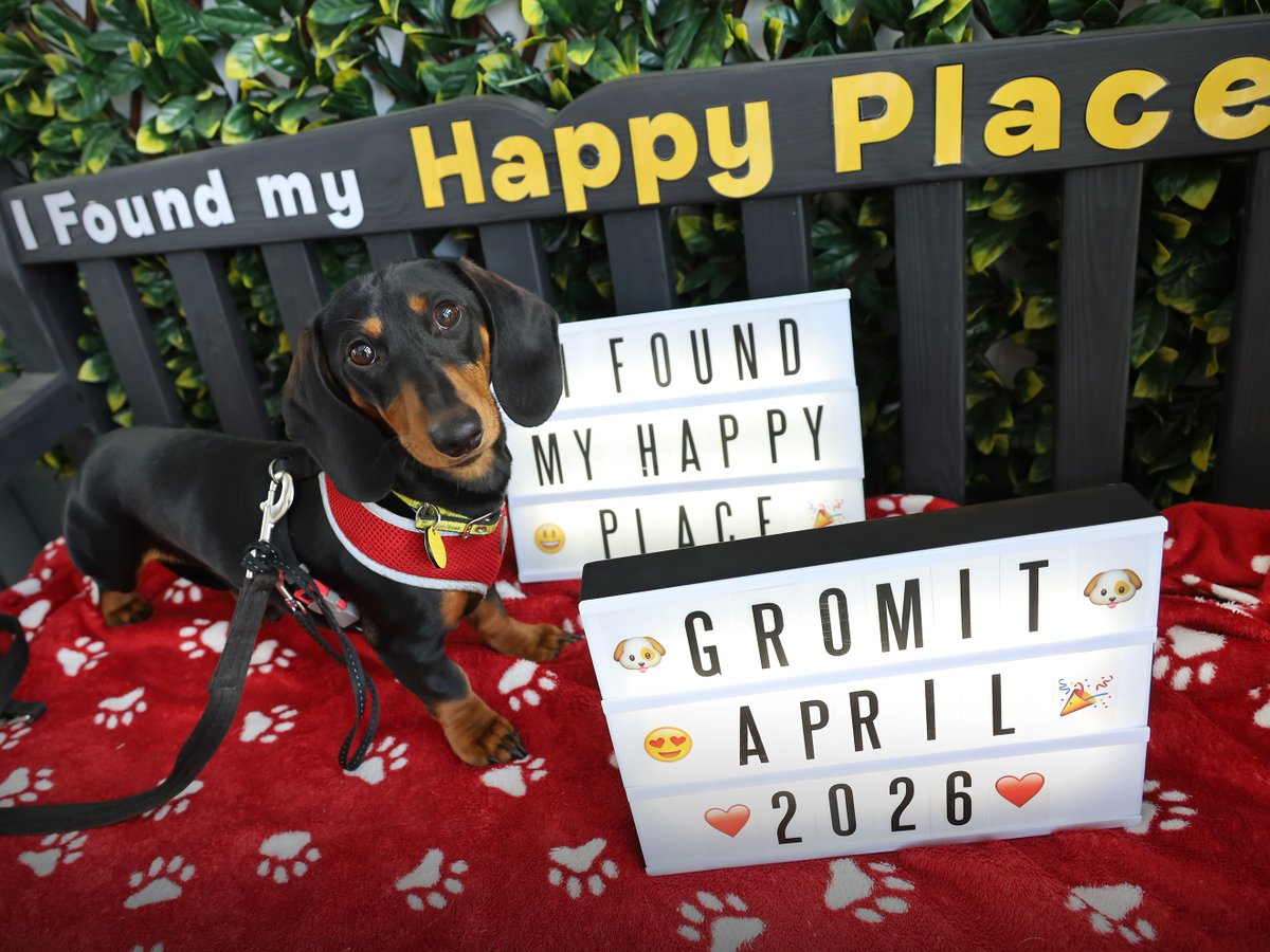 DT_Leeds's tweet image. SERIOUS CUTENESS WARNING! 🚨😍

Thrilled to see little Gromit leaving us today for his forever home. 🎉

Good Luck Gromit! 🥰

Looking to adopt a #RescueDog here in #Leeds?
Find out more 👉 bit.ly/DTLEEDS

#GoodNews #FeelGood #SuccessStory #AdoptDontShop @DogsTrust