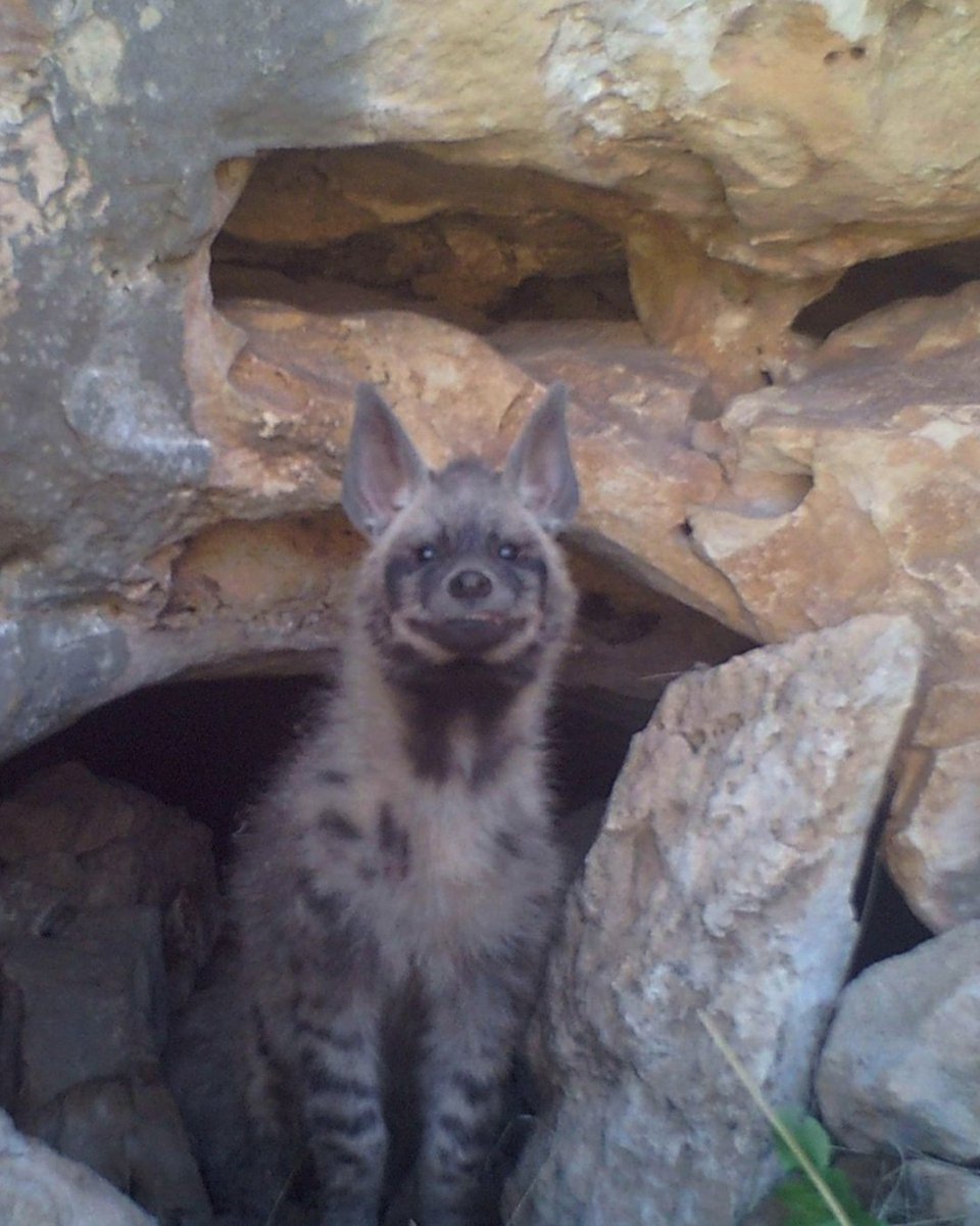 Milli Parklar tweet media