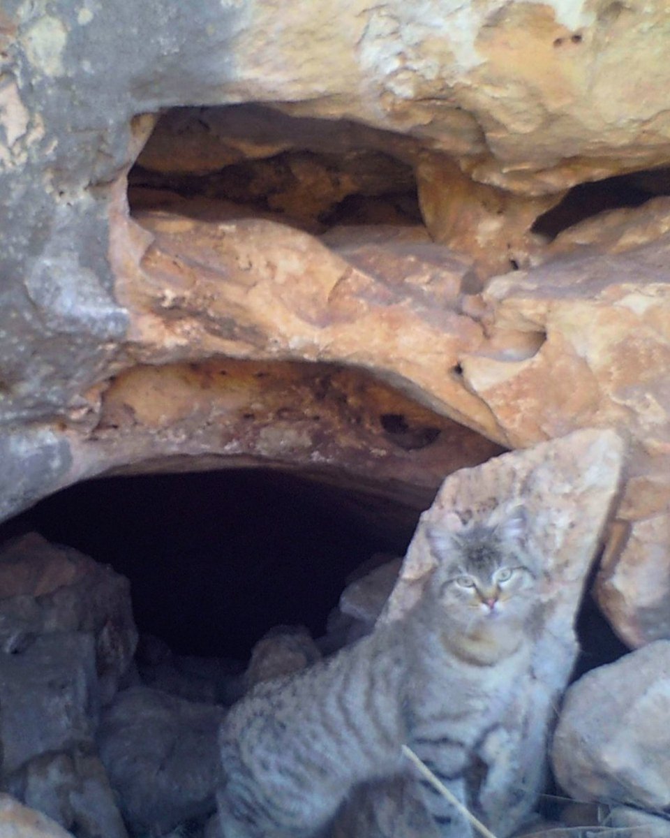 Milli Parklar tweet media