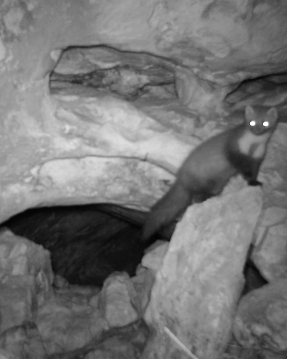 Milli Parklar tweet media