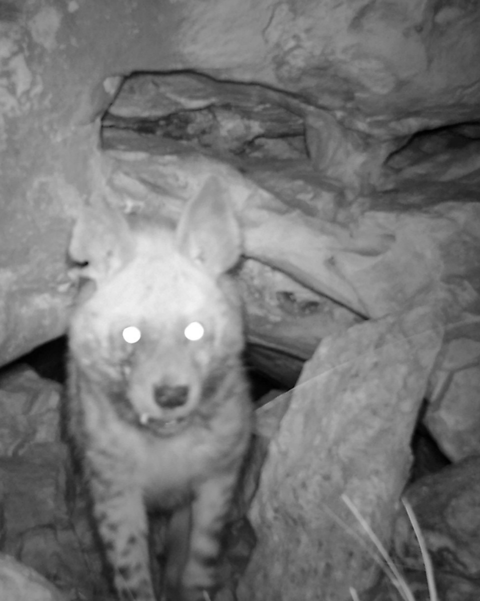 Milli Parklar tweet media