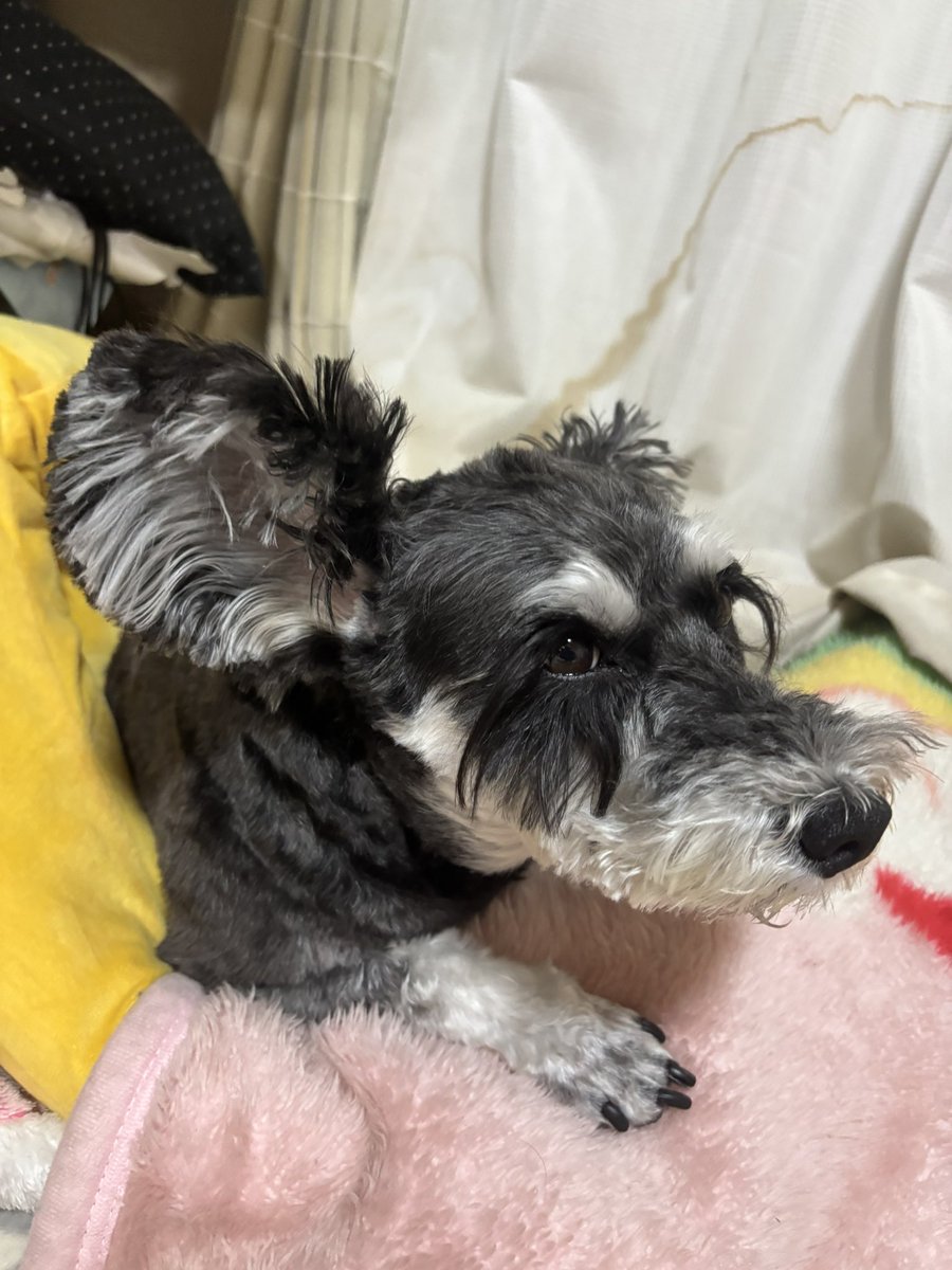 ふれさん tweet media