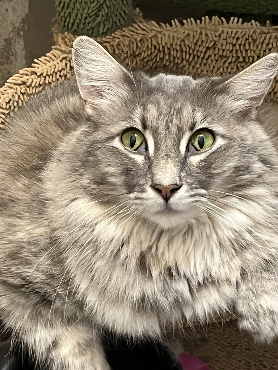 Mouse (Gabapentin Type) tweet media