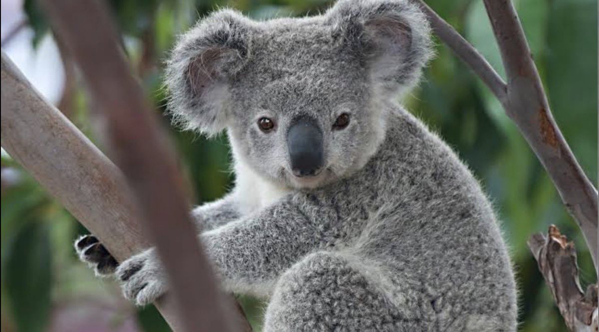 محمد tweet media