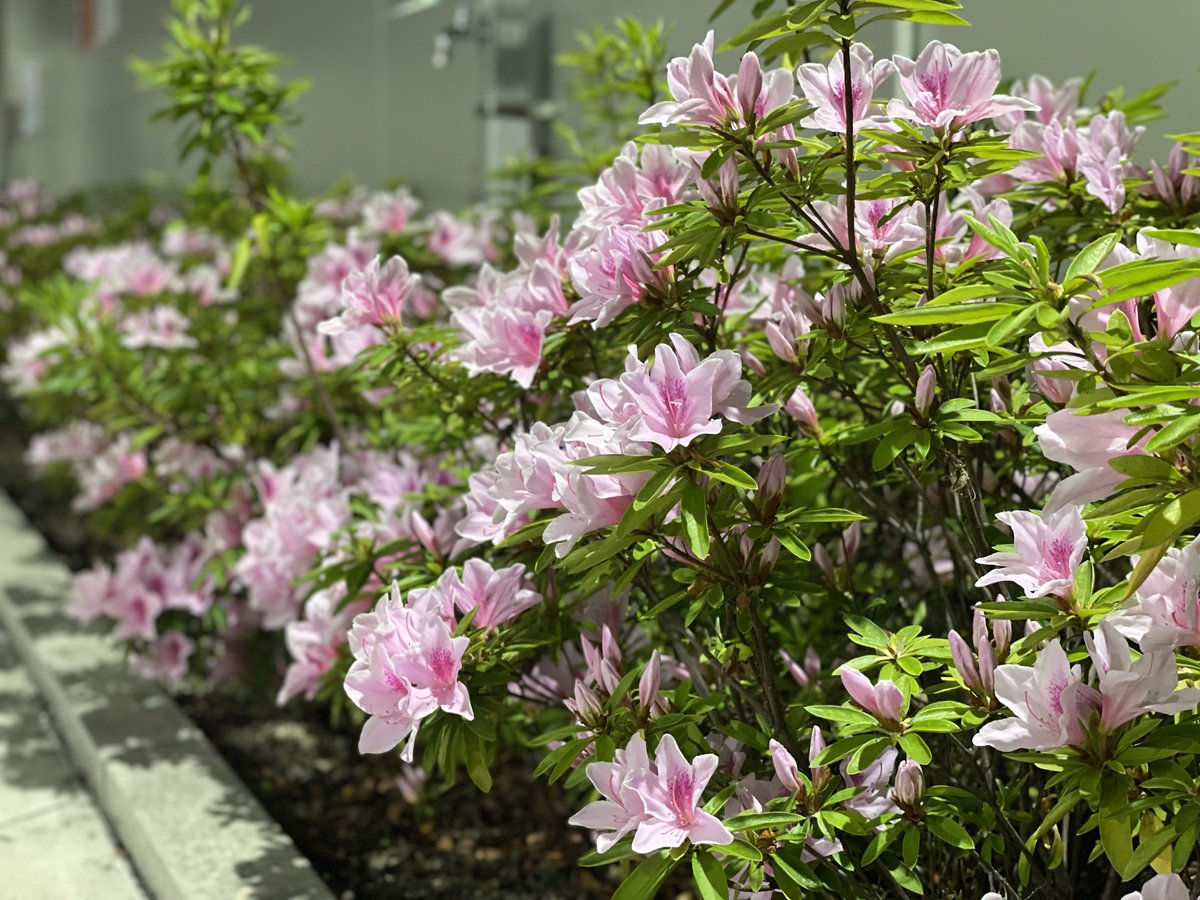 nori♂@車中泊ツチノコさん tweet media