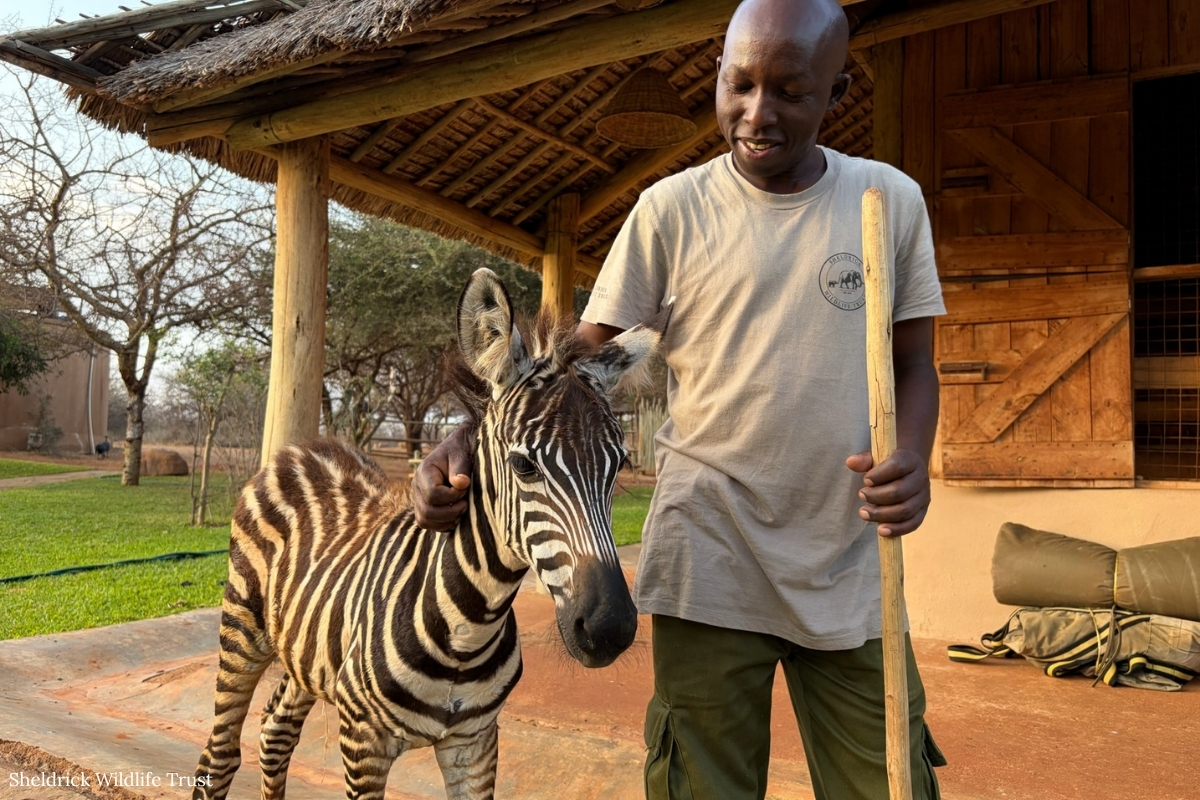 Sheldrick Wildlife Trust tweet media