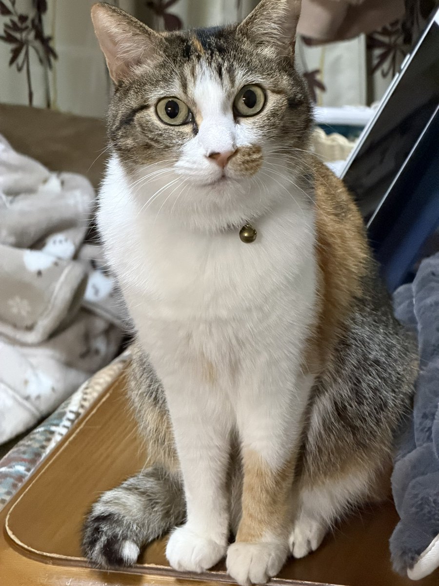 haru_ken's tweet photo. Hey cat experts! 🐱 Is my cat a Tabico or a Caliby?
She has white patches + orange &amp; black with clear tabby stripes. What do you think? 😺
(I’m from Japan, thanks for your opinions! 🙏)

#Cat #CatsOfTwitter #Calico #Tabby #Tabico #Caliby #WhatKindOfCatIsThis https://t.co/hDIBEhNpmk
