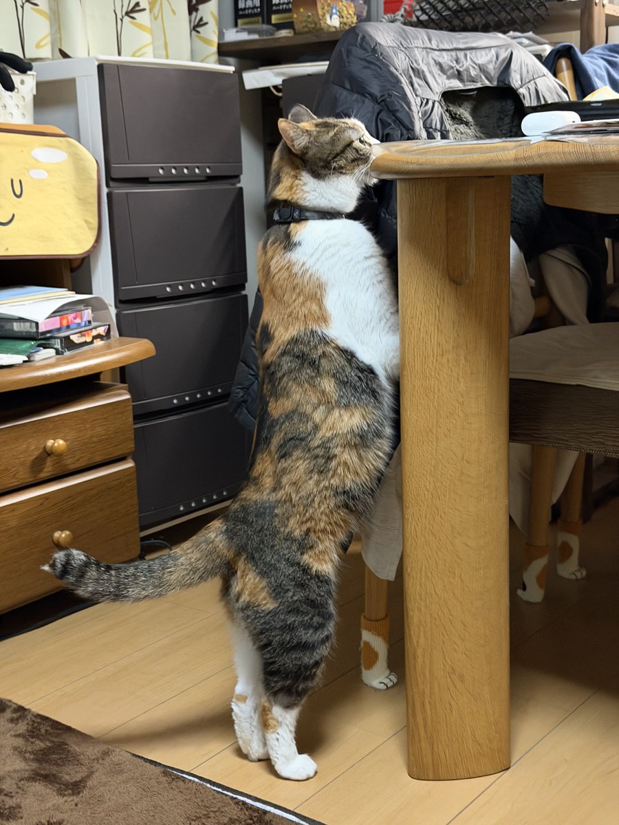 haru_ken's tweet photo. Hey cat experts! 🐱 Is my cat a Tabico or a Caliby?
She has white patches + orange &amp; black with clear tabby stripes. What do you think? 😺
(I’m from Japan, thanks for your opinions! 🙏)

#Cat #CatsOfTwitter #Calico #Tabby #Tabico #Caliby #WhatKindOfCatIsThis https://t.co/hDIBEhNpmk