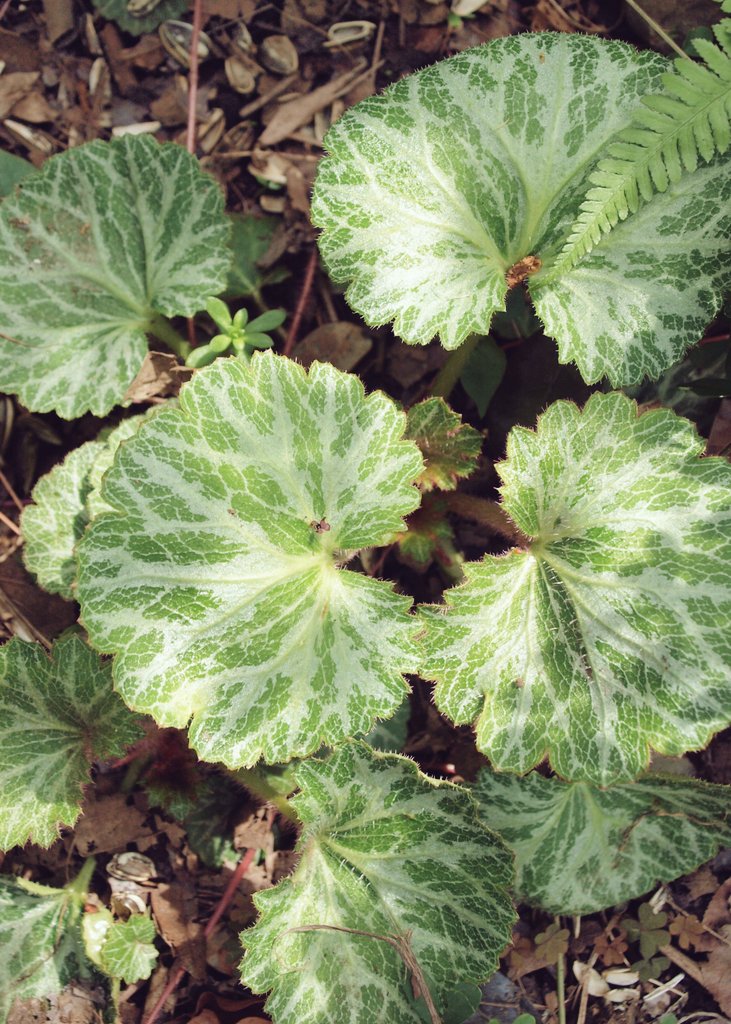 しのぶさん🐷🌸 tweet media