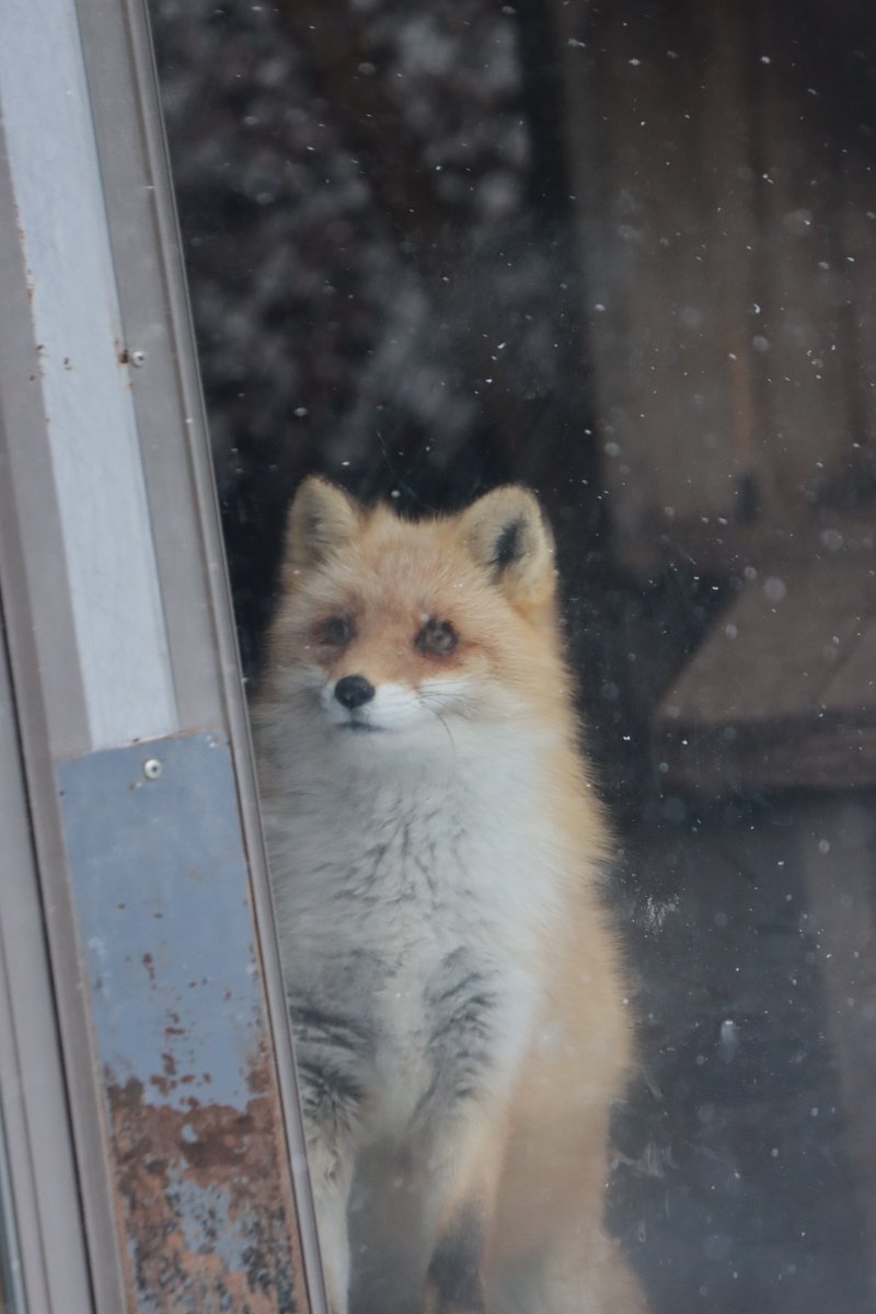 しだぬ tweet media