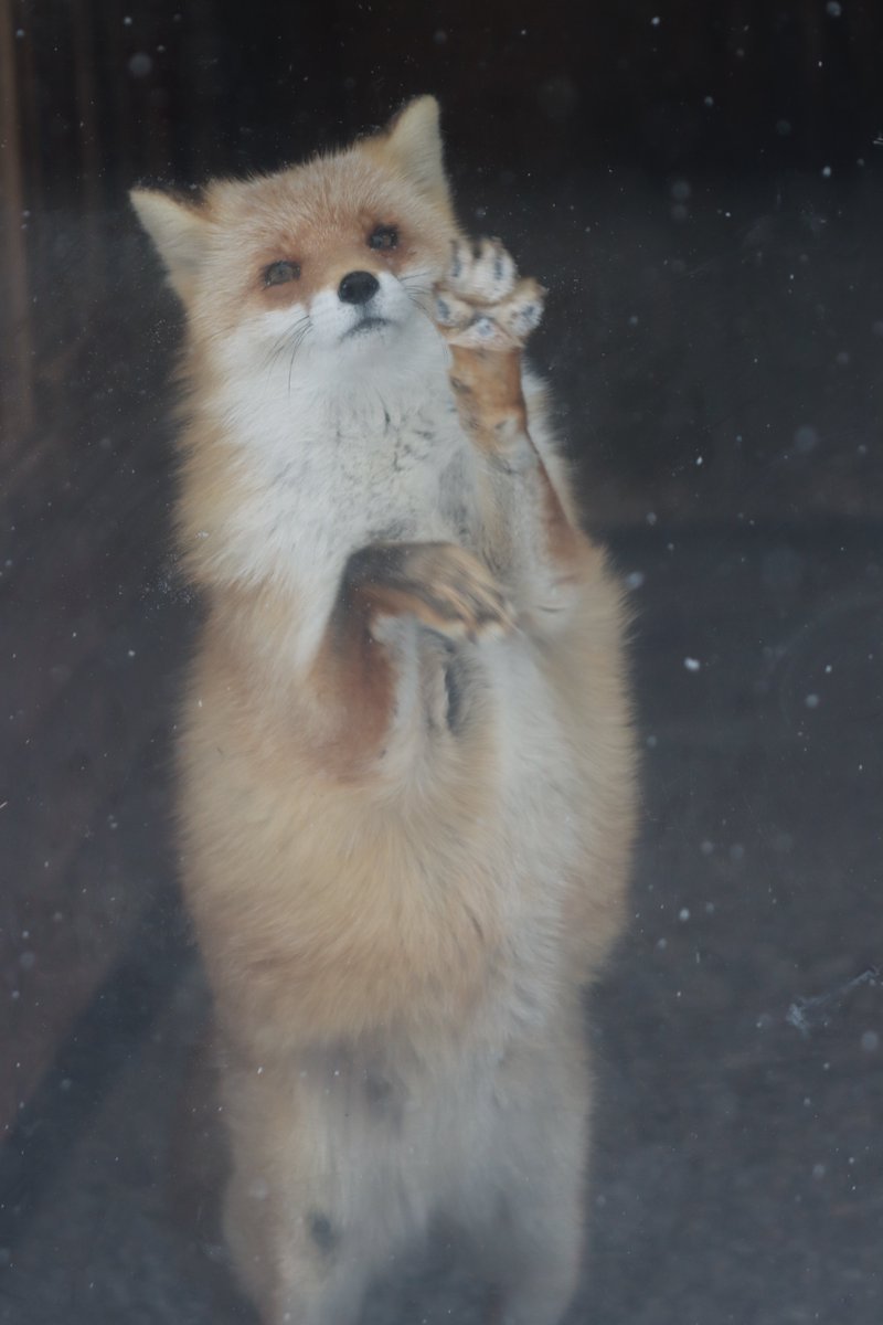 しだぬ tweet media