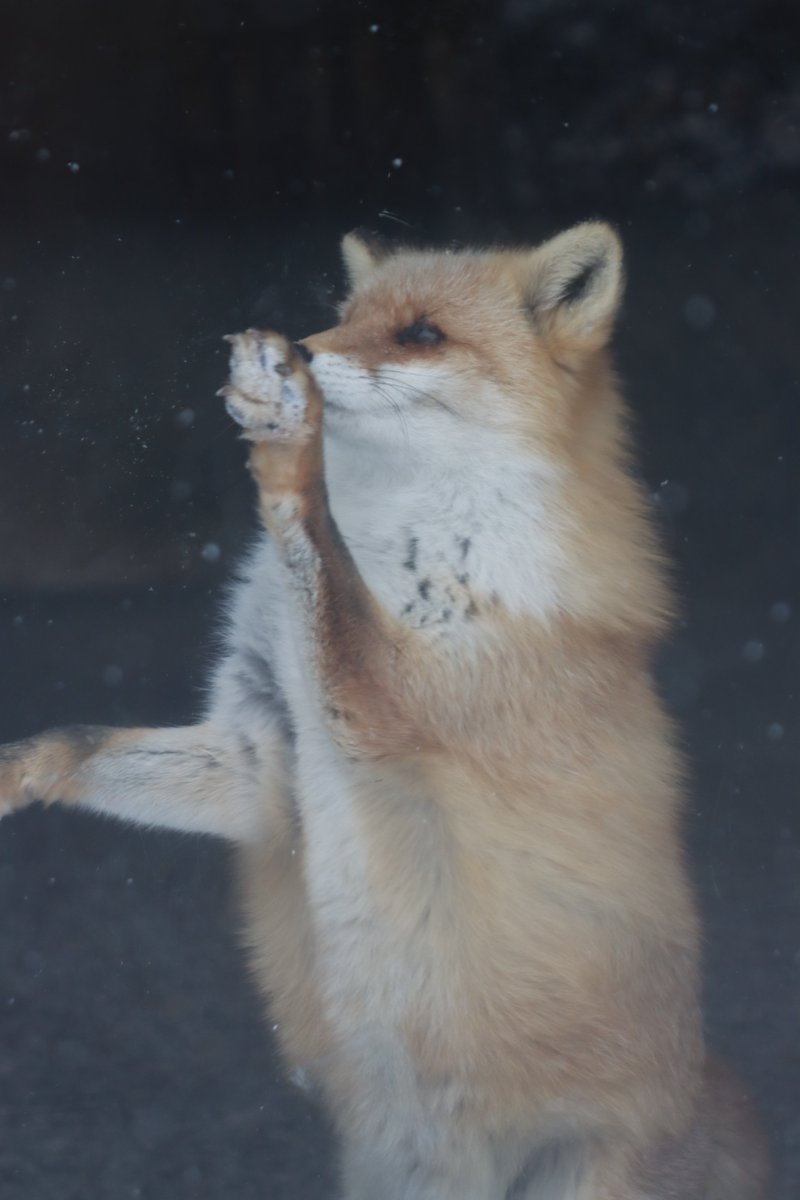 しだぬ tweet media