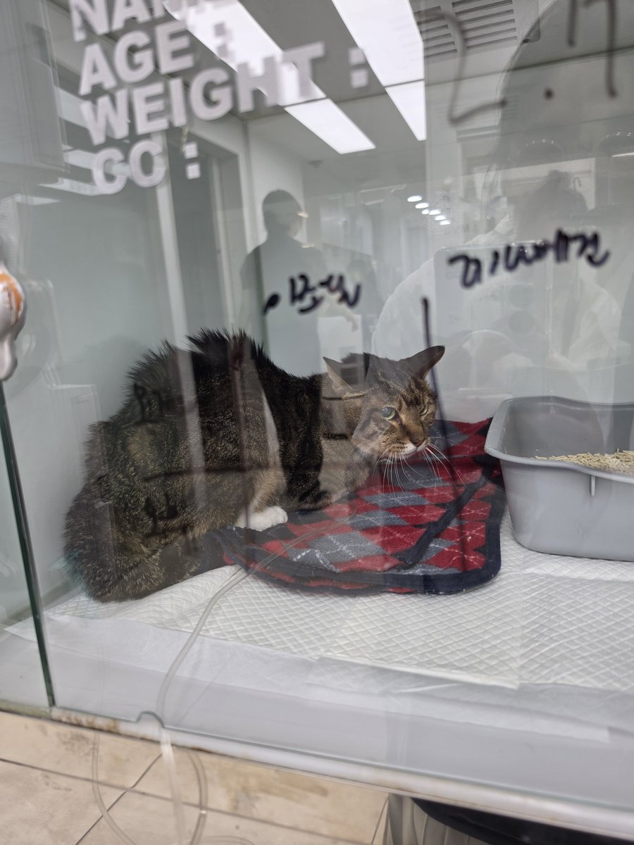 김지양 tweet media