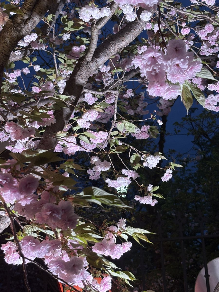 noki0219's tweet photo. 本日は友人と造幣局の桜🌸の通り抜け
良き時間でした https://t.co/2E9cg55T8k