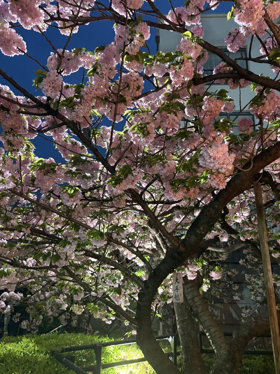 noki0219's tweet photo. 本日は友人と造幣局の桜🌸の通り抜け
良き時間でした https://t.co/2E9cg55T8k