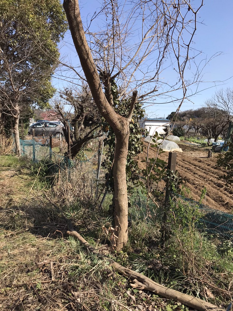 先日土曜日、チェーンソー使ってこの木とその他の木を解体しました。
同じ太さの木でも、密度の違いで重さが全然違う…危うく下敷きになるところでした(･_･;
