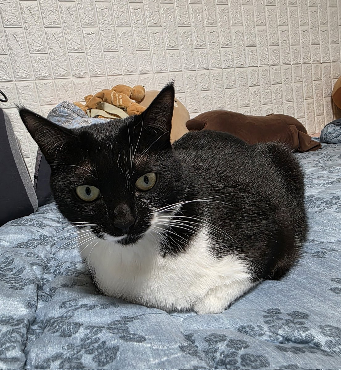 강라푸토르 tweet media