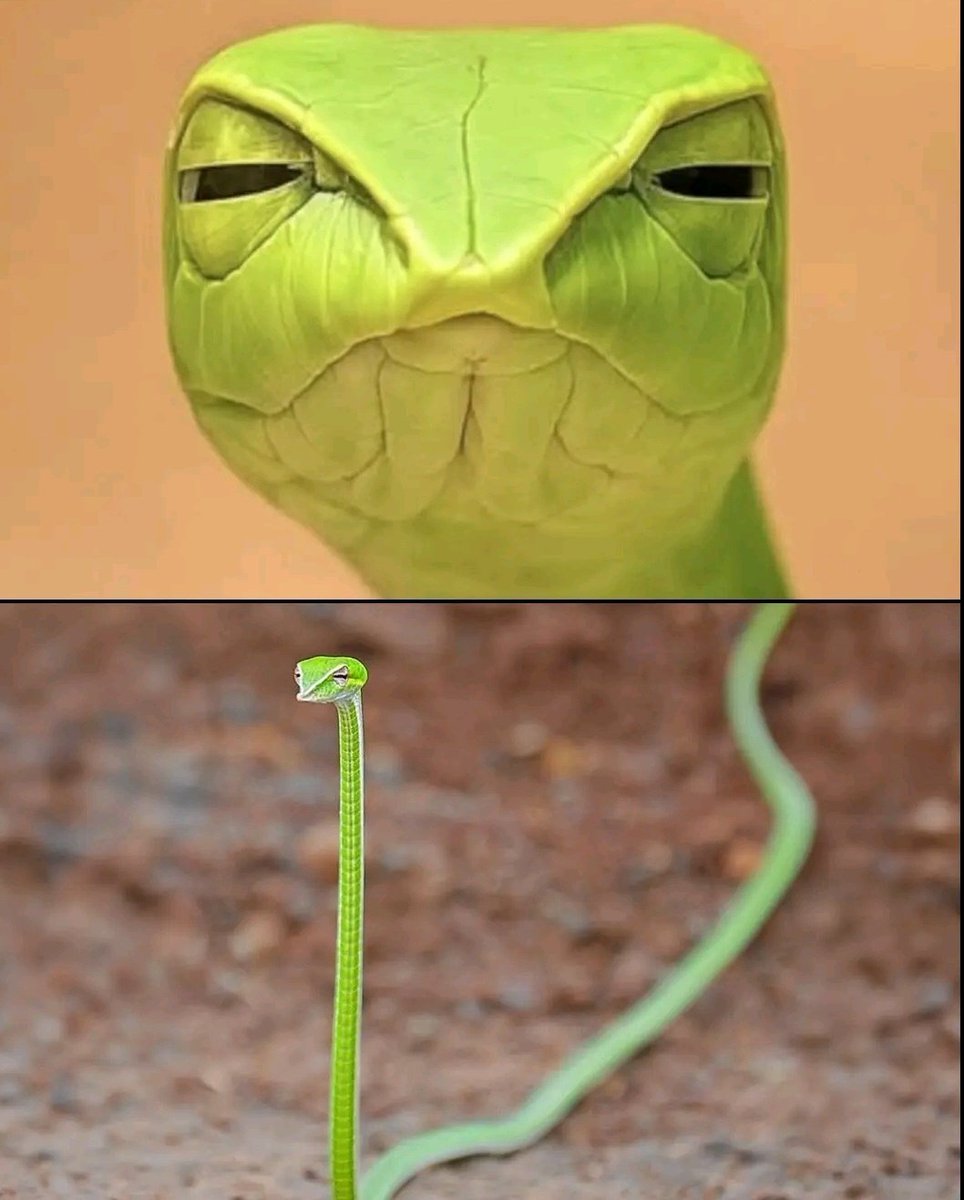 World's Amazing Things tweet media