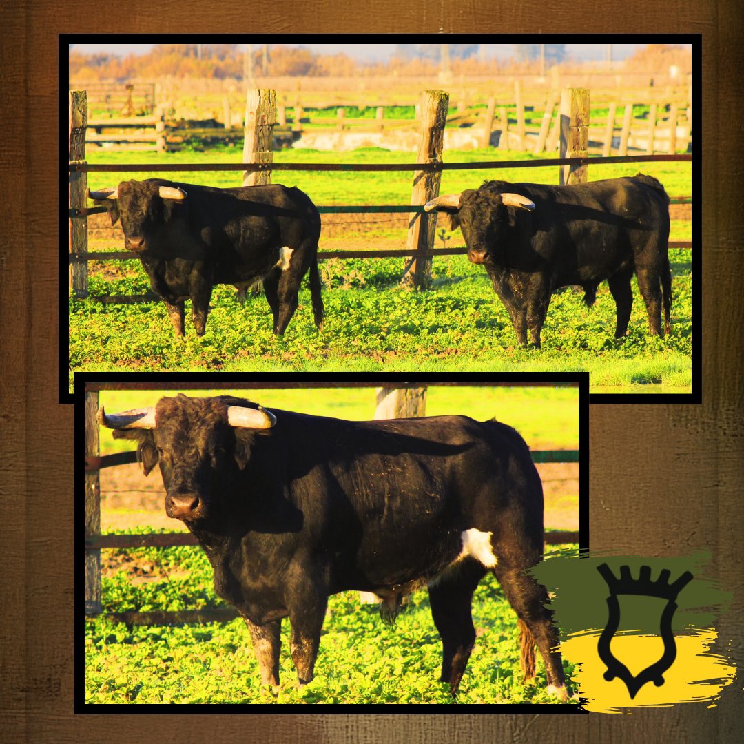 3Puyazos tweet media