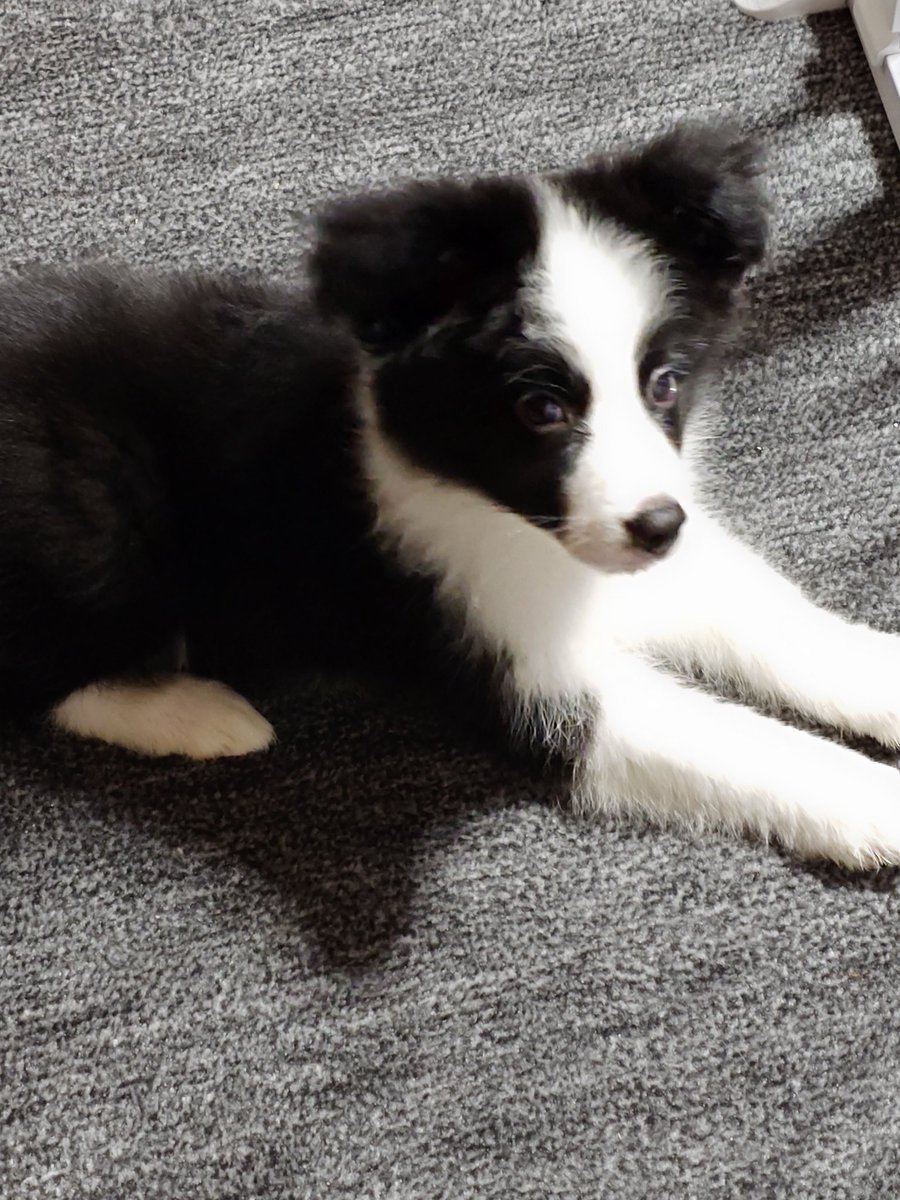 ノーフェイス tweet media