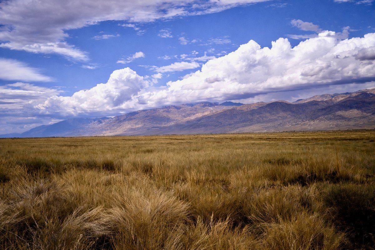 Coyote Blues tweet media