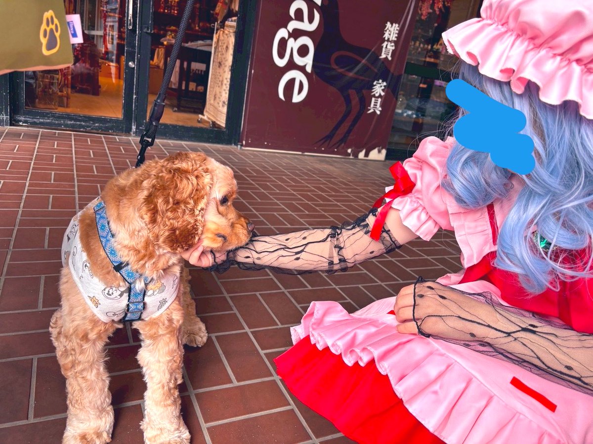 ふうじん　@5/3ﾎﾜｲﾄｷｭｰﾌﾞ tweet media