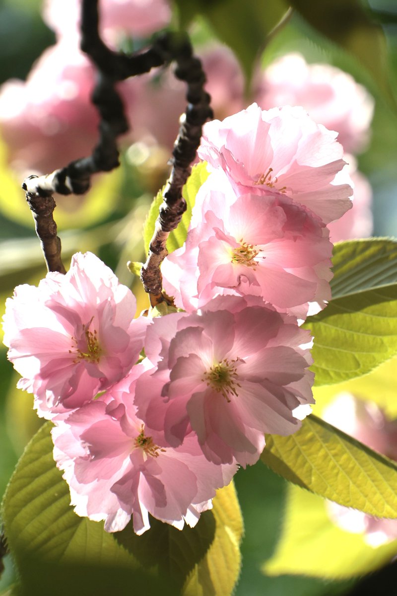 gontanokoneroku's tweet image. Double cherry blossoms 😃 

#Photography #DoubleCherryBlossoms