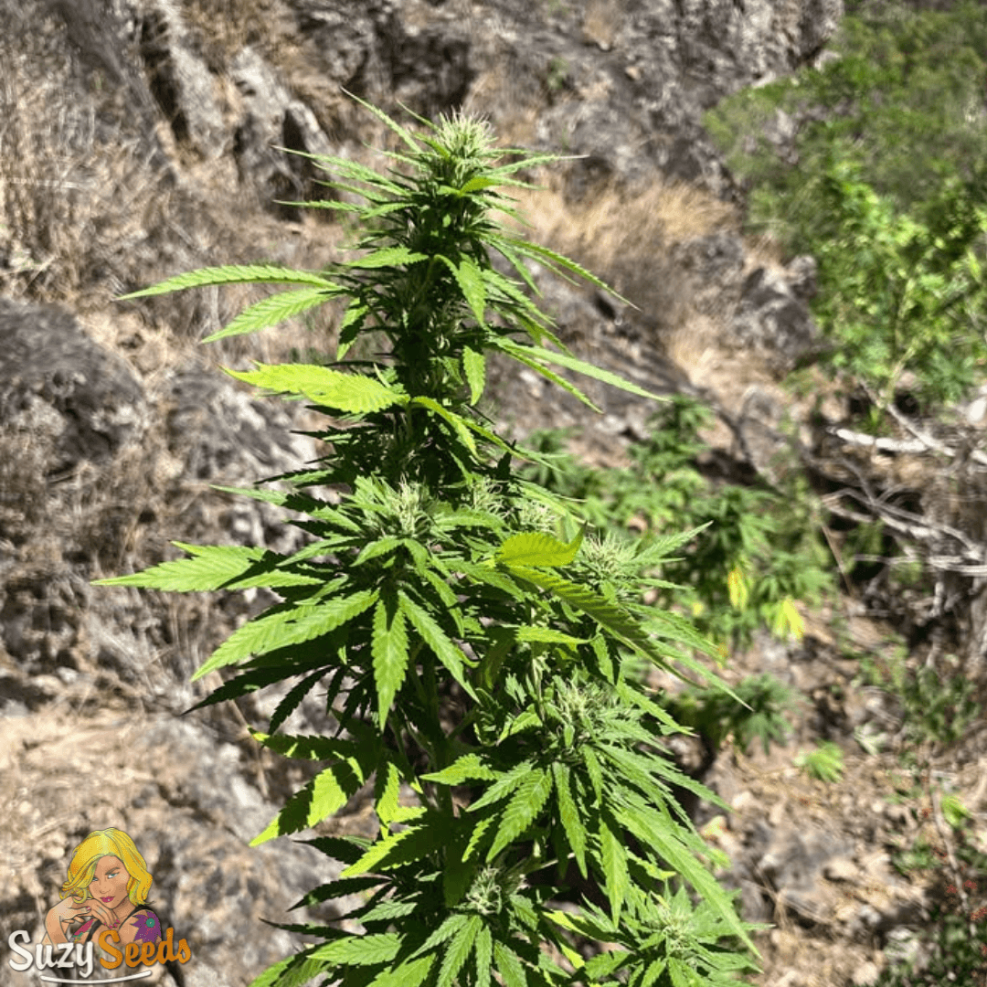 From tiny sprout to full outdoor beast. Our genetics are bred for real conditions - no matter where you are or what the weather throws at you. What’s the toughest spot you’ve ever grown in? suzyseeds.com/special-offers #feminizedseeds #SuzysAficionadoCollection