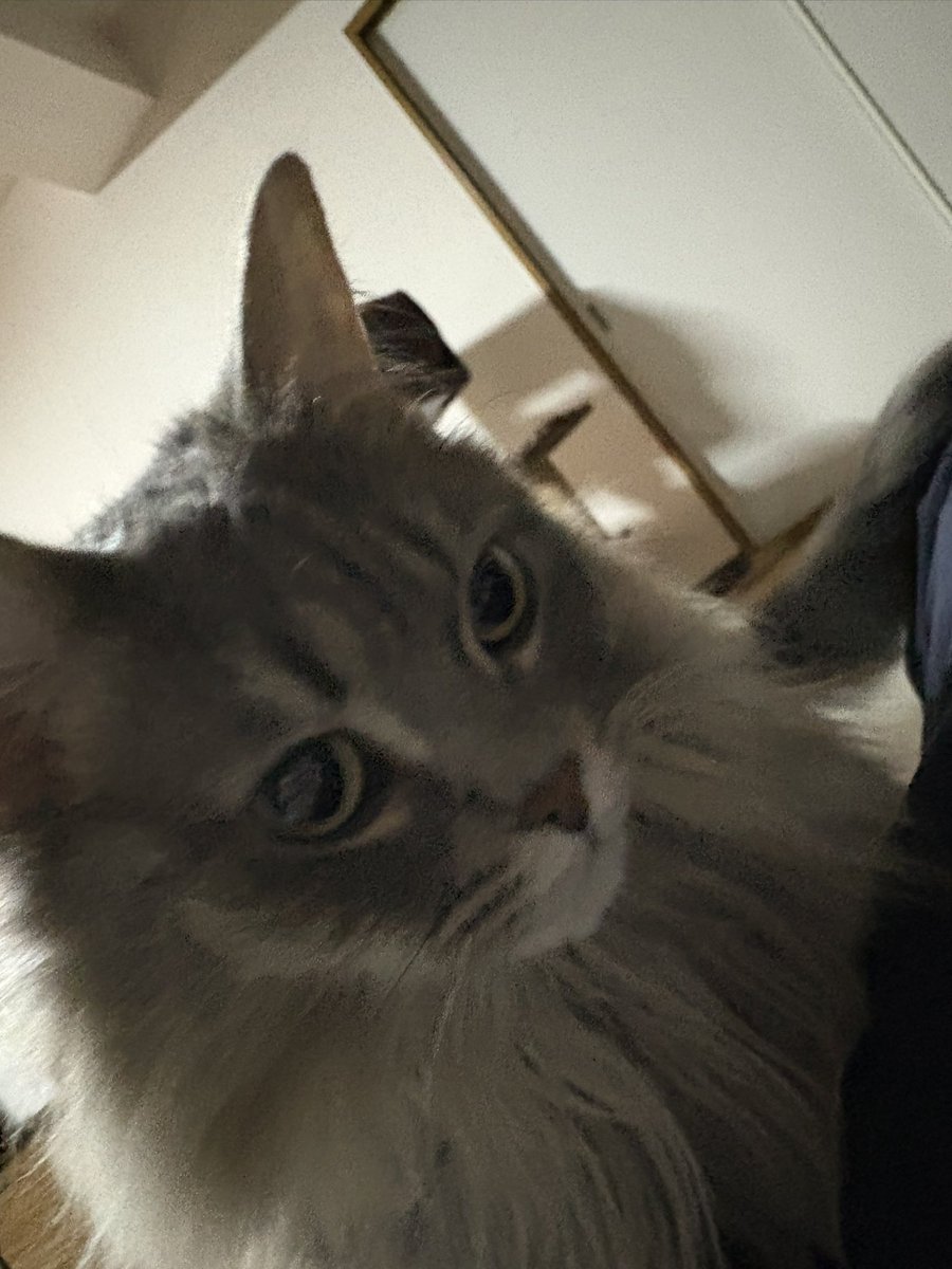 Nuko Ekurea(ヌコ・エクレア) tweet media