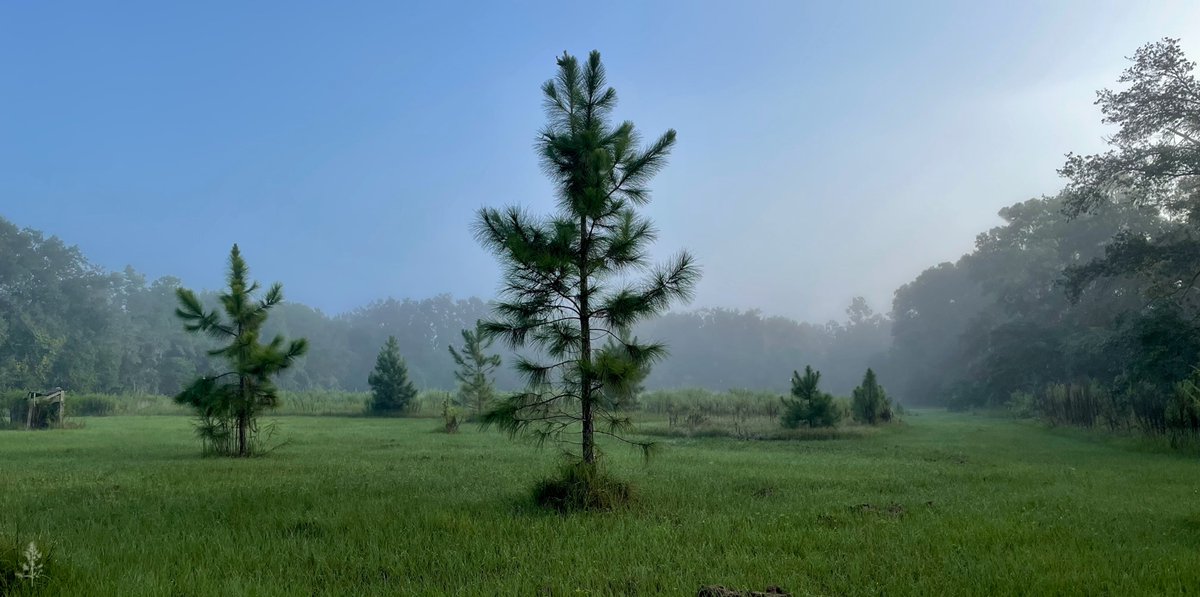 SoFlo @ TriplePineAcres tweet media