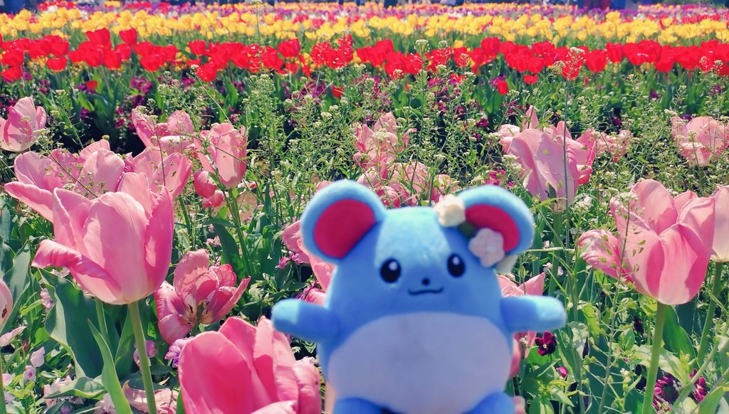 まりまるマリリ tweet media