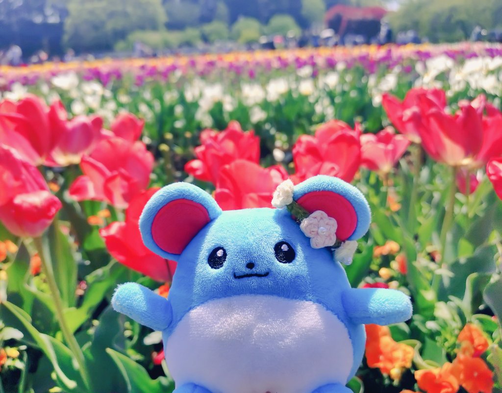 まりまるマリリ tweet media