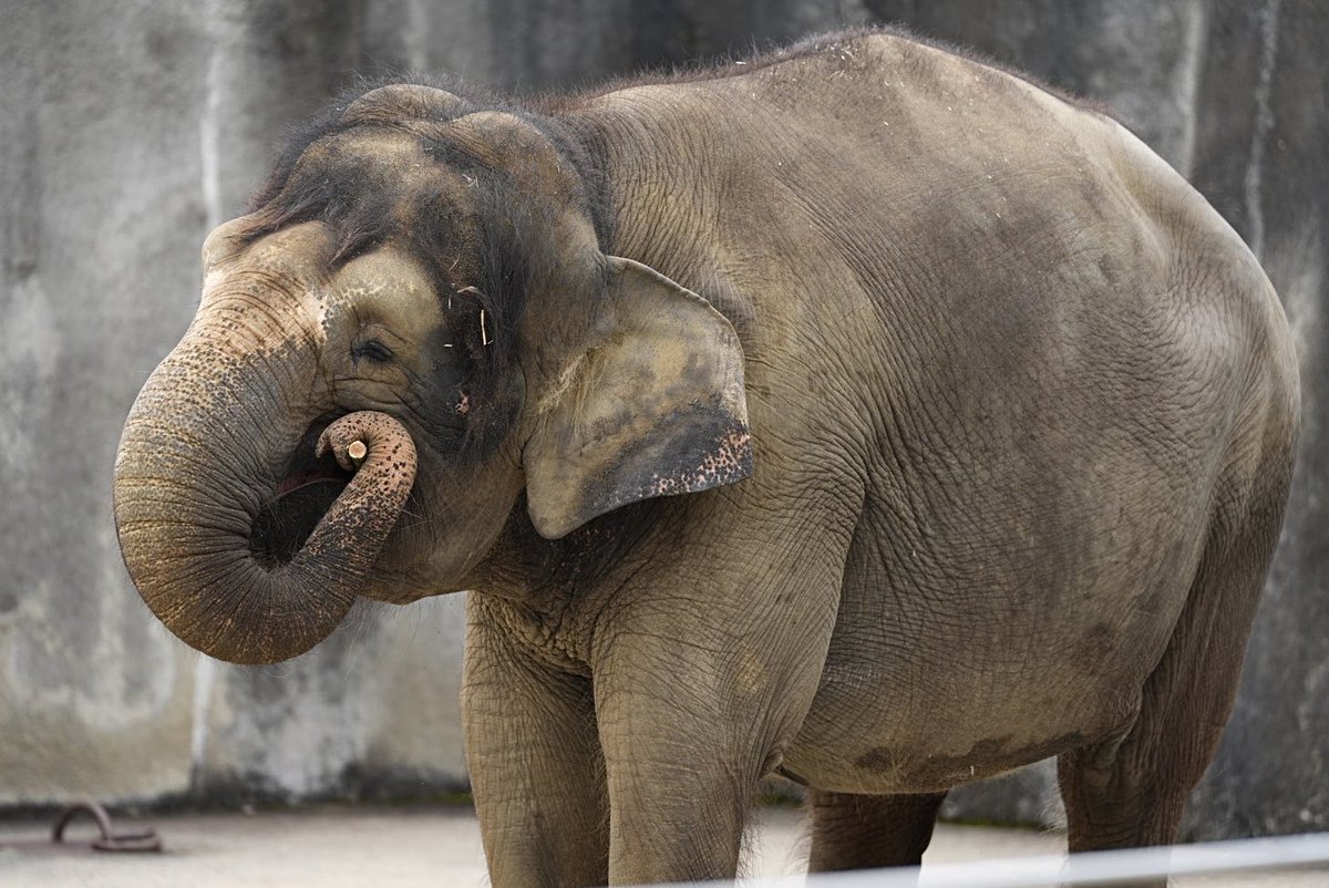 しろねこ tweet media