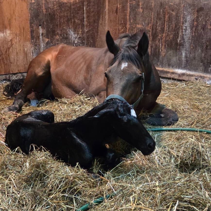 (有)上山牧場 tweet media