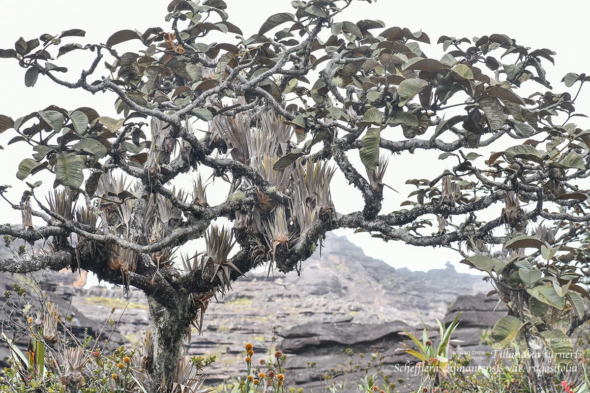 Wenbo Chen tweet media