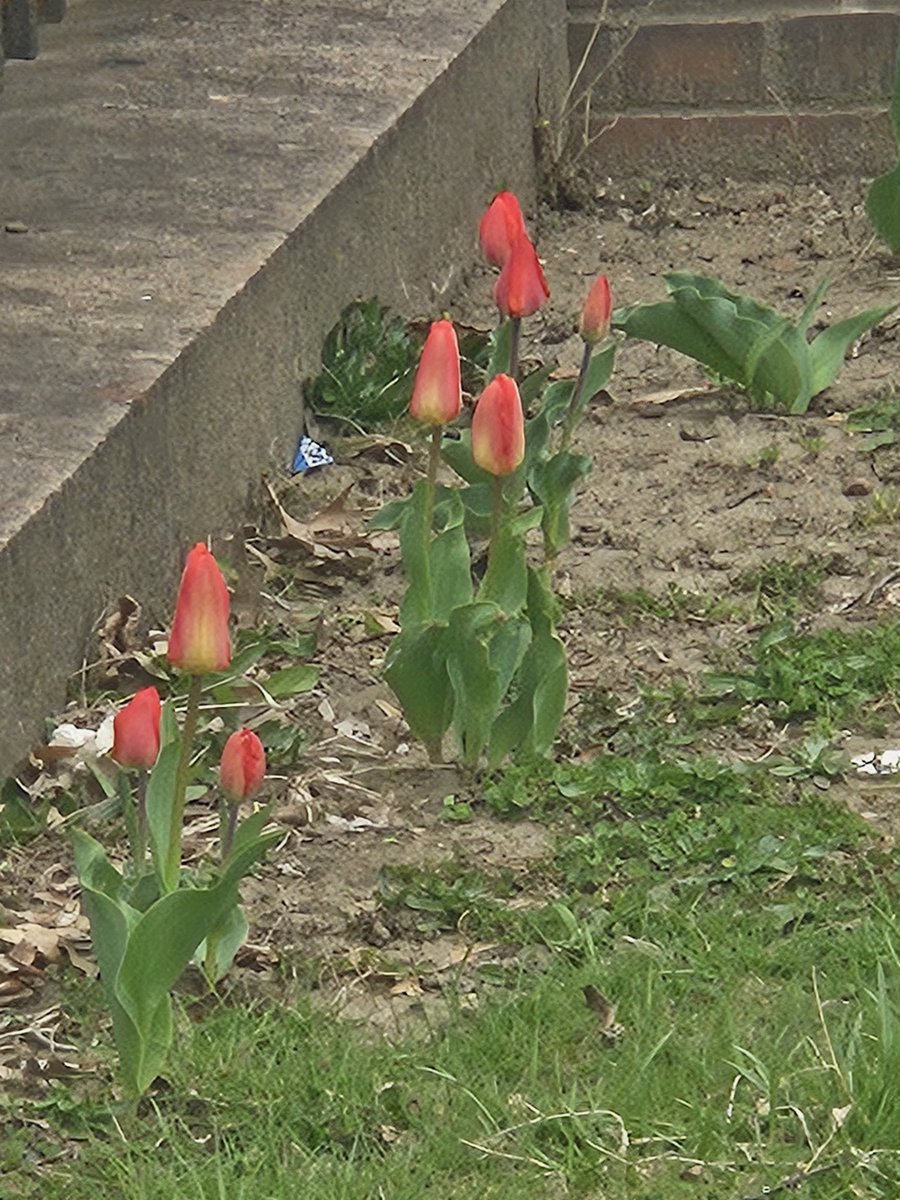 🌸•《♡MAIYAVERSE♡》•🌸 tweet media