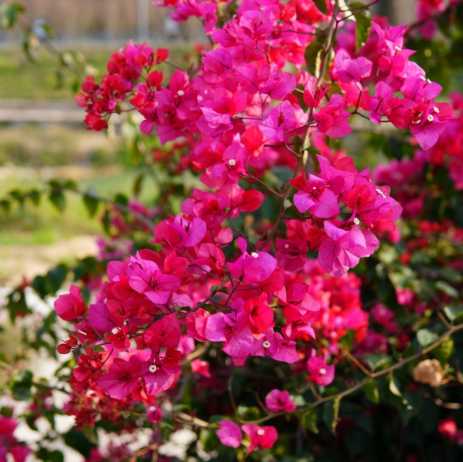 DIY With Maya tweet media