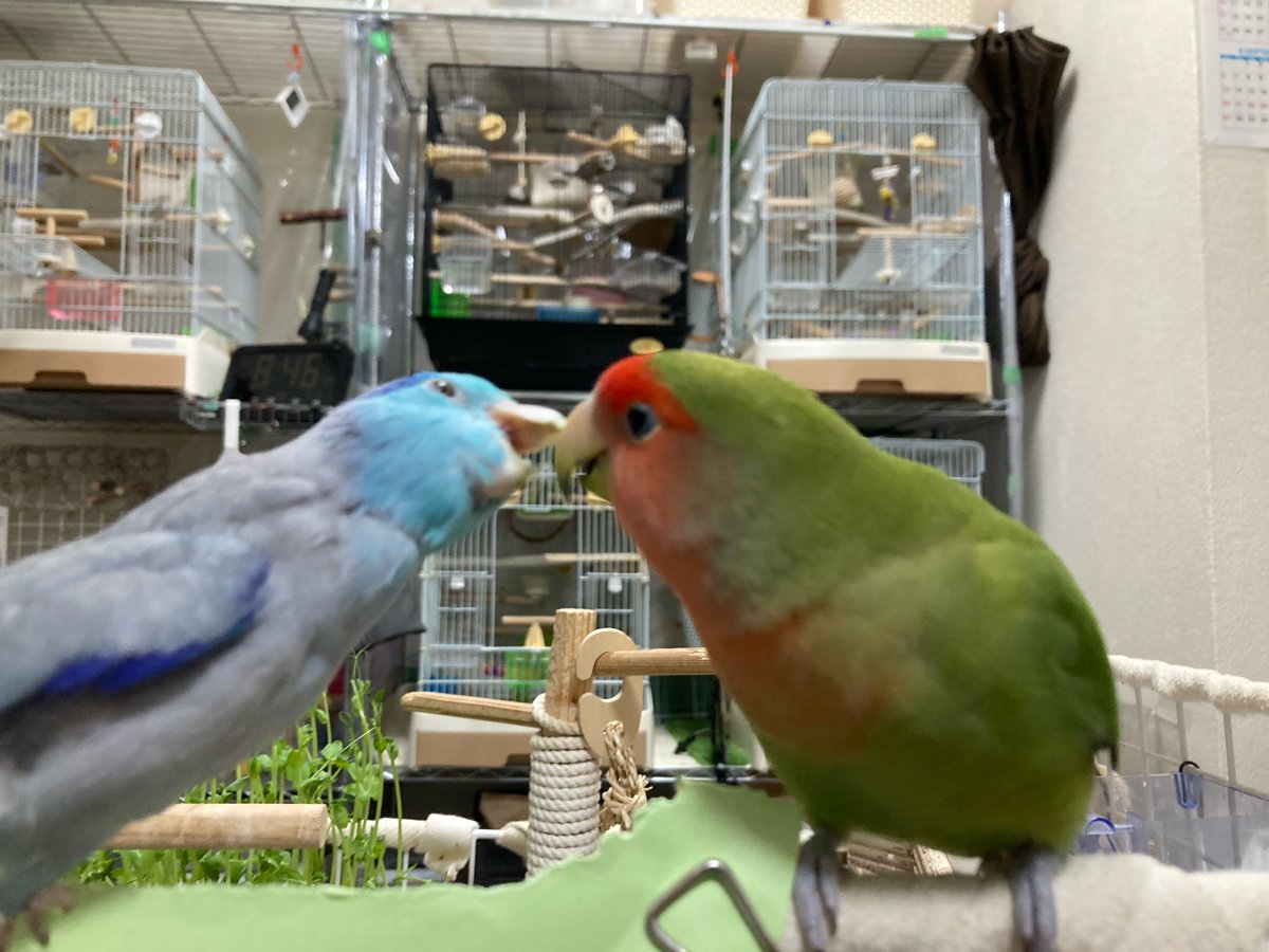 仲間が良いのか悪いのか