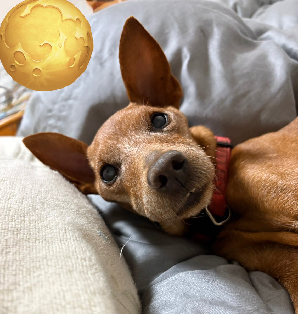 輪宝☸️ tweet media