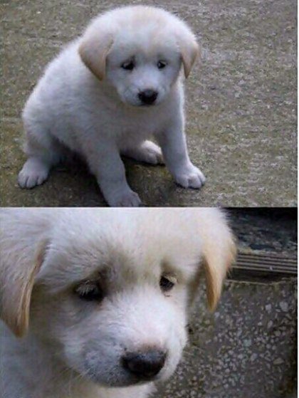 저때보다 살더빠졌습니다… 돼지네용…