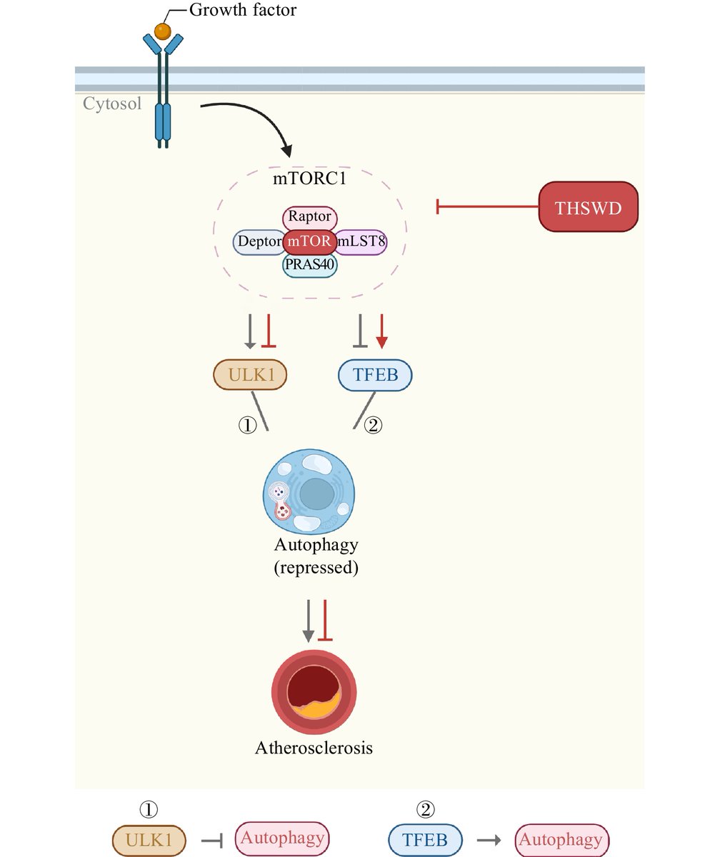 Chinese Journal of Natural Medicines tweet media