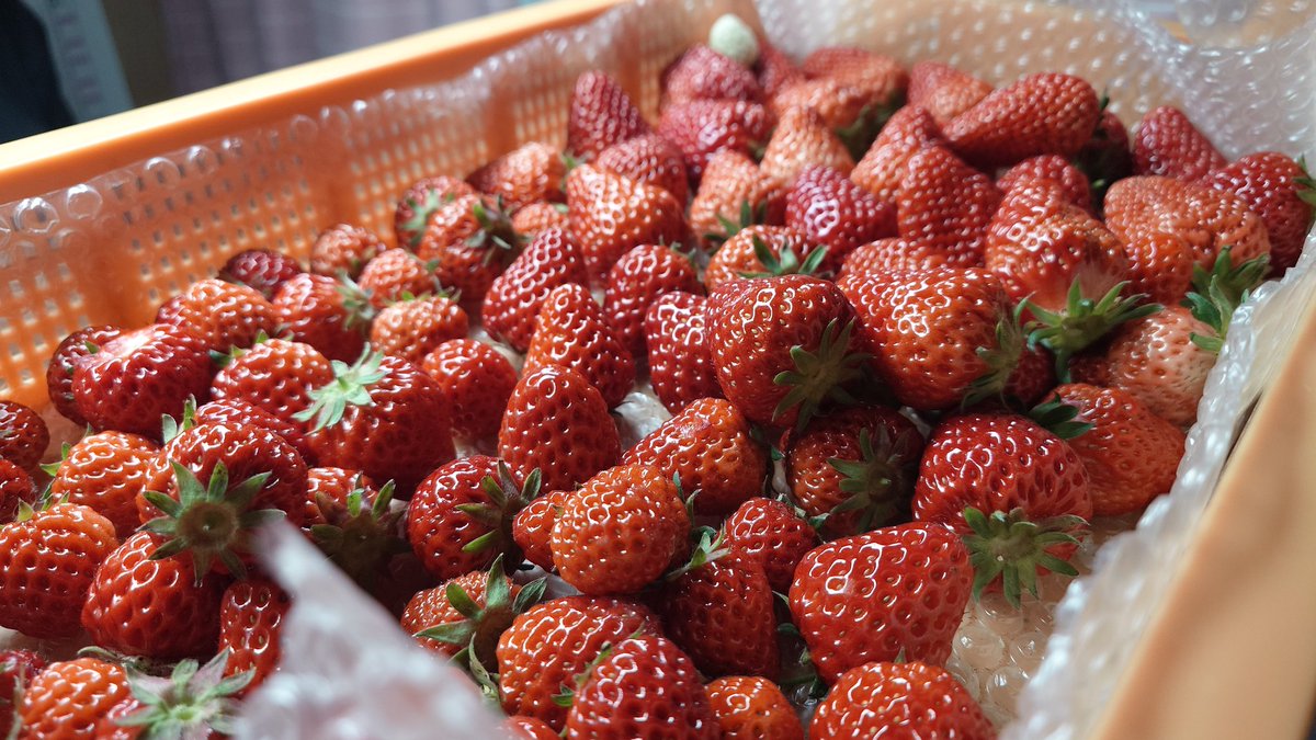 ヤキたま＠苺農家🍓 tweet media