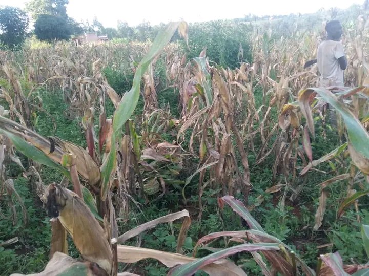 BurundiSetraco's tweet photo. 🌾 À Kayogoro, un champ prêt pour la récolte ! 
Ce beau champ témoigne du travail, de la persévérance et de la qualité des semences utilisées. Une belle promesse pour une récolte abondante 🌽
#Setraco #Agriculture #Récolte #Burundi #FiertéAgricole https://t.co/OJdgQmcbn8